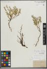 Foto von Salix repens subsp. incubacea (L.) A. Neumann